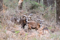 4884 Ovis orientalis musimon (Muflone)